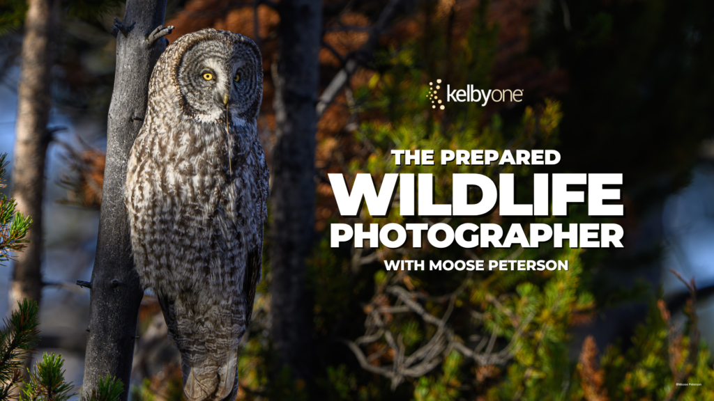 The Prepared Wildlife Photographer with Moose Peterson
